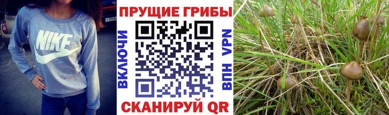 Псилоцибиновые грибы Magic Shrooms  ОМГ ОМГ ССЫЛКА  Троицк 